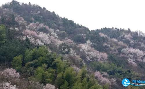 建德三都櫻花分布圖