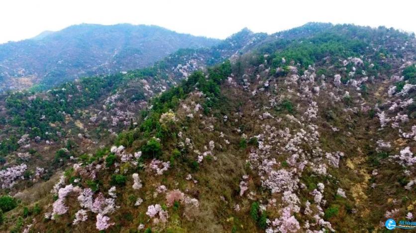 建德三都樱花分布图