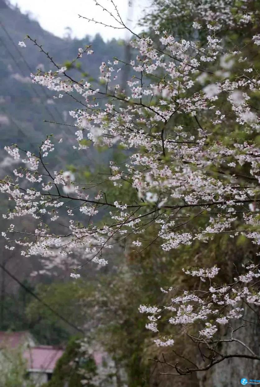 建德三都樱花分布图