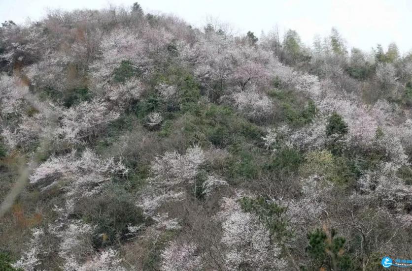 建德三都樱花分布图