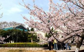武汉大学看樱花可以逃票吗 武大看樱花怎么逃票
