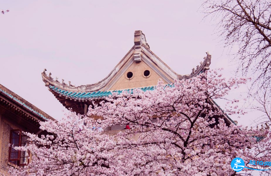 武汉大学看樱花可以逃票吗 武大看樱花怎么逃票