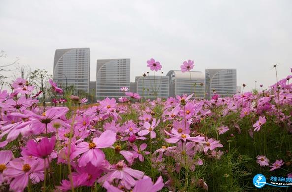 杭州看花的地方有哪些 杭州周边看花海的地方推荐