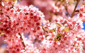 2018年4月樱花节期间武汉大学周边道路限行规定