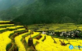 2018清明节婺源人多吗 清明节婺源有油菜花吗