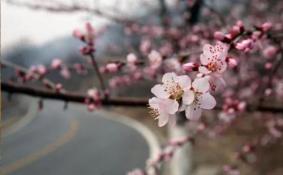 北京昌平春季赏花都有哪些品种的花