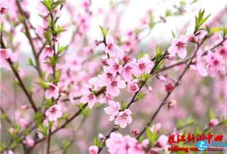 2018三峡枝江桃花艺术节要门票吗(地址+时间)