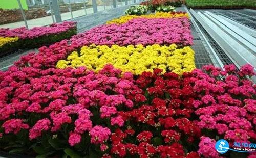 2018上海金山田野百花节有哪些品种的花
