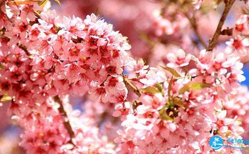 2018年4月樱花节期间武汉大学周边道路限行规定