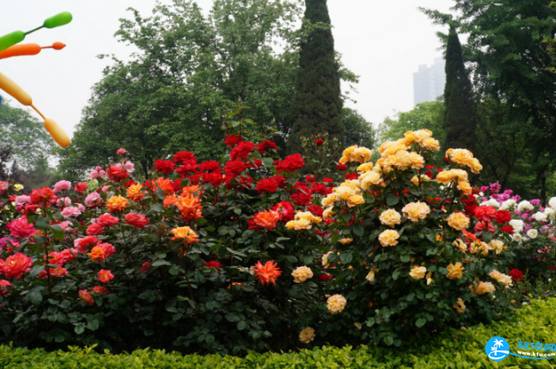 2018北京赏花攻略花期+地点+交通