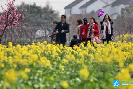 2018上海金山田野百花节有哪些品种的花