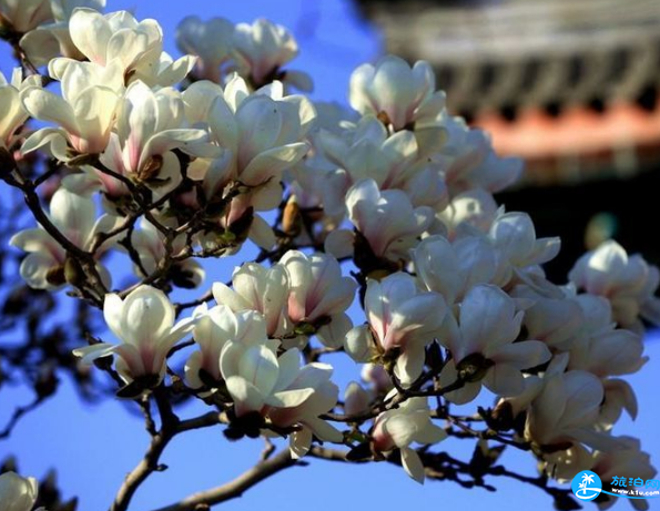 2018北京赏花攻略花期+地点+交通