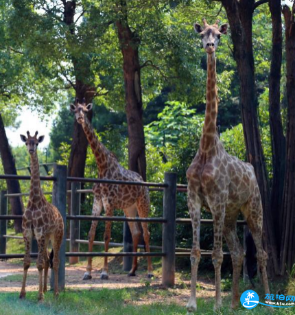 長沙生態動物園怎么去 2018長沙生態動物園交通攻略