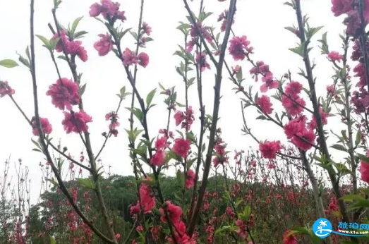 2018年3月深圳深云地鐵站出口桃花開了嗎