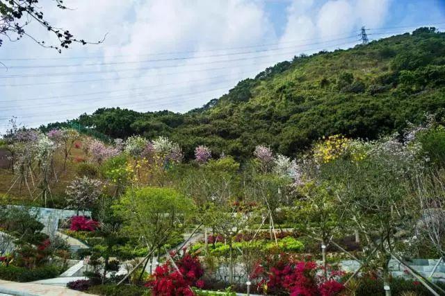 2018深圳南山赤湾华英路景观公园樱花门票