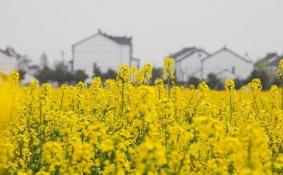 2018同里油菜花节什么时候(时间+地址+交通指南)