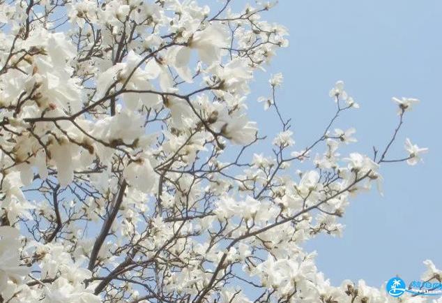 2018年西安植物园玉兰花节结束时间+门票价格