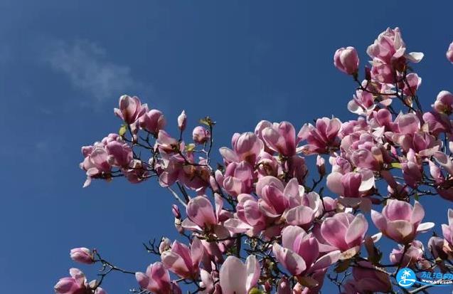 2018年西安植物园玉兰花节结束时间+门票价格