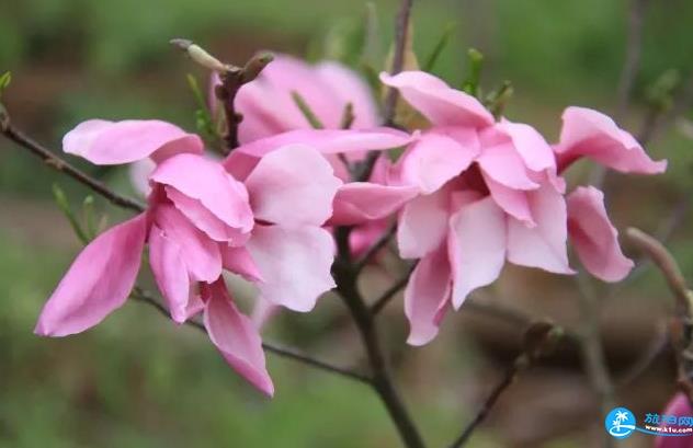 2018年西安植物园玉兰花节结束时间+门票价格