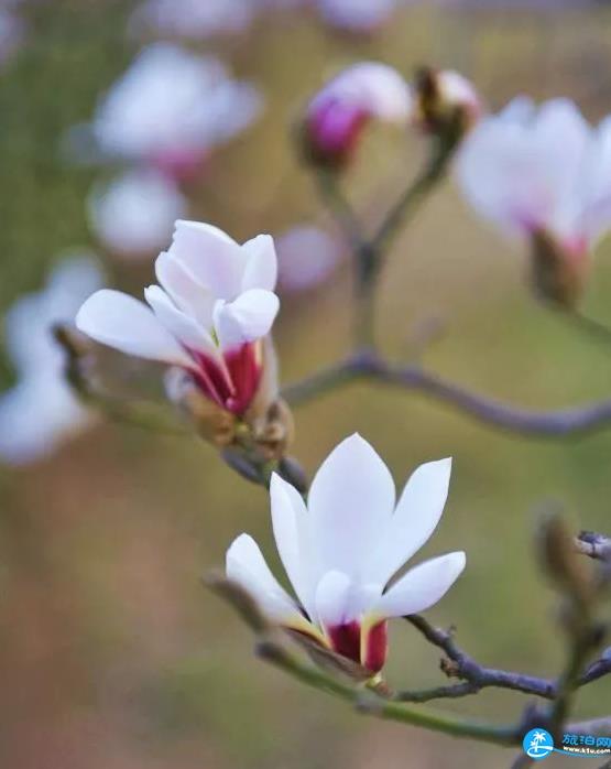 2018年西安植物园玉兰花节结束时间+门票价格