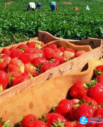 2018福州哪里有摘草莓的地方