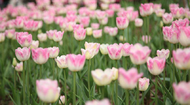 京城迎最佳赏花期 北京有哪些赏花的地方推荐2018