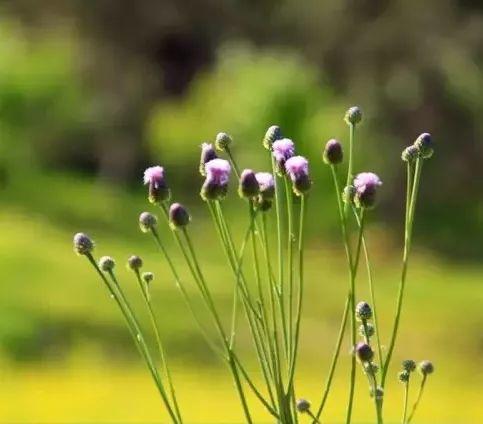 京城迎最佳赏花期 北京有哪些赏花的地方推荐2018