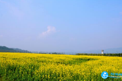 2018重慶廣陽島油菜花節(jié)門票價格+時間+攻略