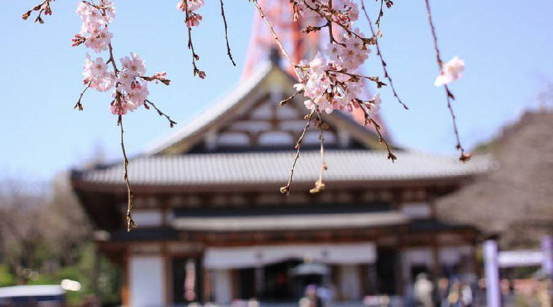 京城迎最佳赏花期 北京有哪些赏花的地方推荐2018