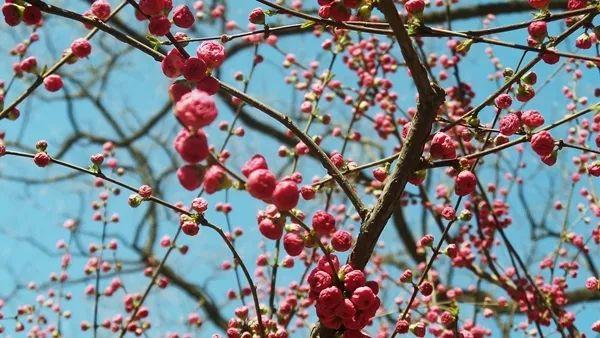 京城迎最佳赏花期 北京有哪些赏花的地方推荐2018