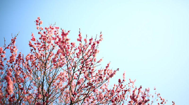 京城迎最佳赏花期 北京有哪些赏花的地方推荐2018