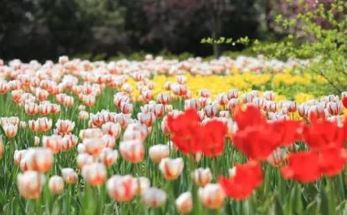 2018年西溪花朝节是什么时候开始