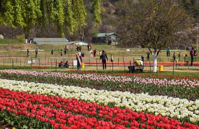 克什米爾郁金香花園游玩攻略