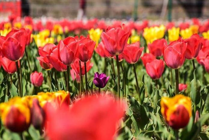 克什米爾郁金香花園游玩攻略