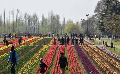 克什米爾郁金香花園游玩攻略