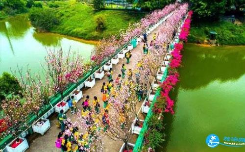 2018观澜湖樱花节截止时间是什么时候 什么时候结束
