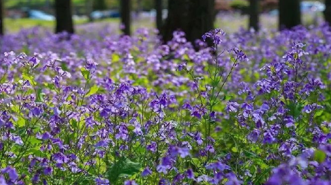 2018南京六合茉莉花文化旅游節游玩路線