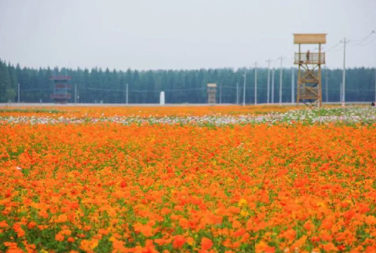 2018南京六合茉莉花文化旅游節游玩路線