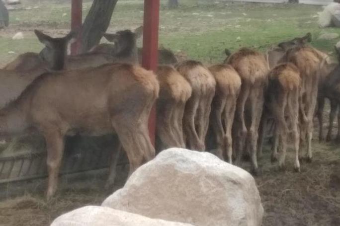 秦嶺野生動(dòng)物園攻略 秦嶺野生動(dòng)物園怎么樣