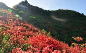 重庆南岸区放牛村杜鹃花观赏攻略
