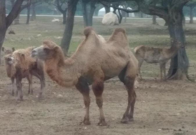 秦嶺野生動(dòng)物園攻略 秦嶺野生動(dòng)物園怎么樣