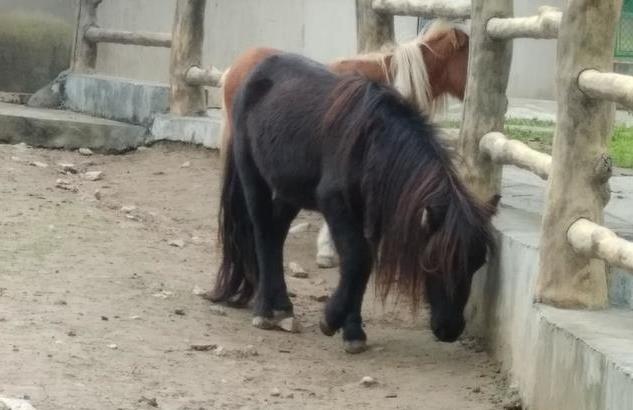 秦嶺野生動(dòng)物園攻略 秦嶺野生動(dòng)物園怎么樣