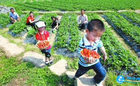 2018重庆哪里可以摘草莓（地点+路线）