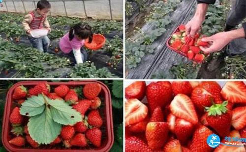 2018重庆哪里可以摘草莓（地点+路线）