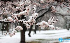 北京四月飞雪是正