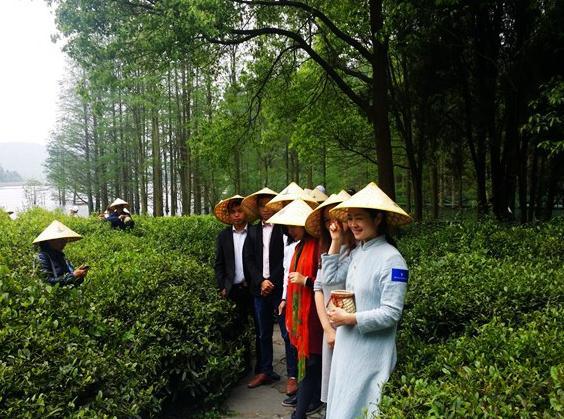 武汉市蔡甸第二届白茶节盛大开幕