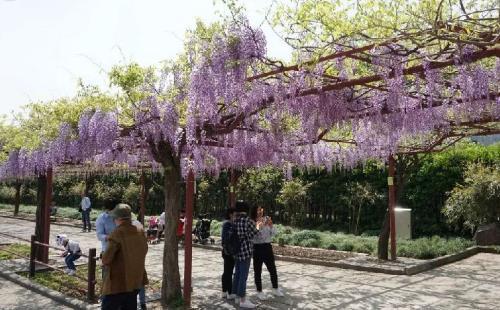 上海嘉定紫藤园几月开花+地址+游玩攻略
