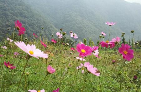 洛阳白云山风景区怎么去+交通指南