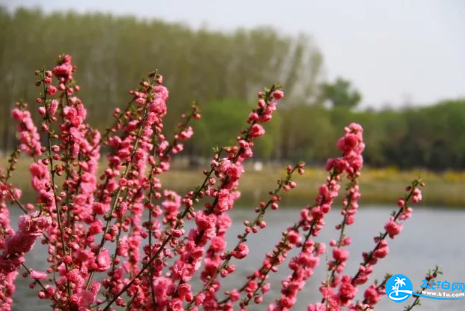 北京大運河森林公園里面有哪些花 北京大運河森林公園要門票嗎