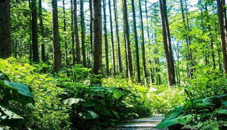 洛阳白云山风景区怎么去+交通指南